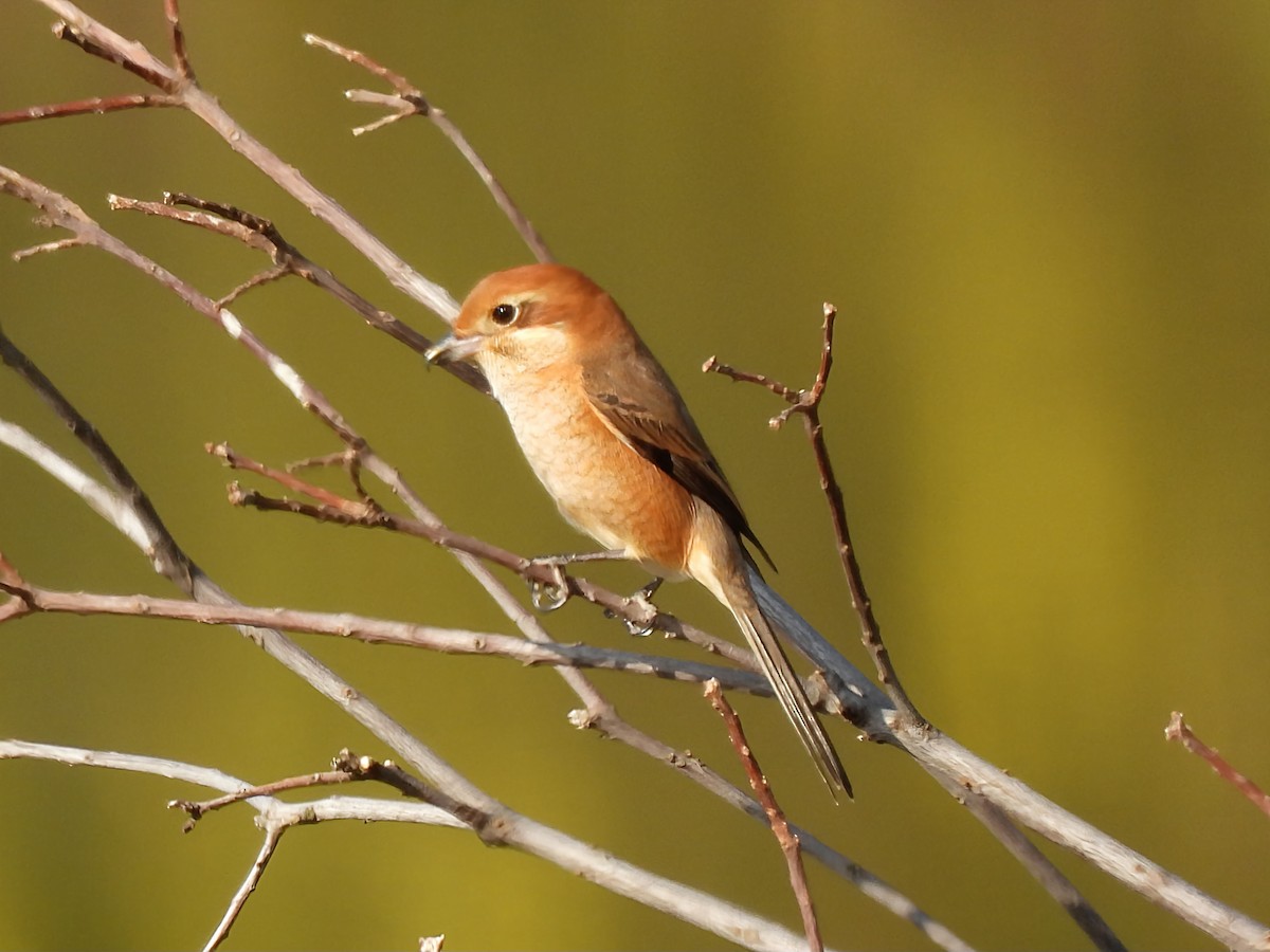 モズ - ML646961465