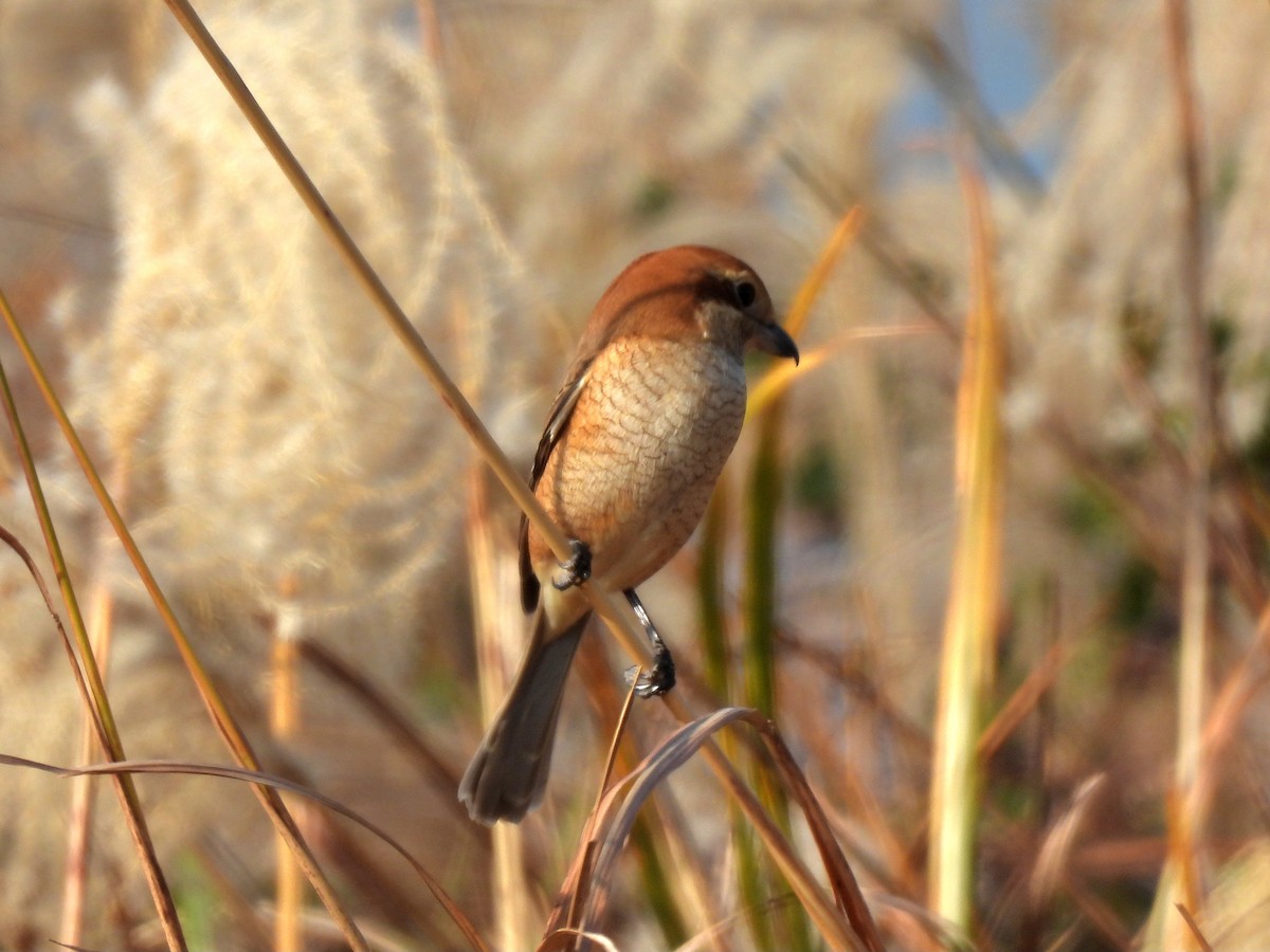 モズ - ML646961466