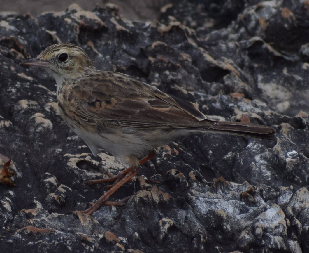 Australian Pipit - ML646961467
