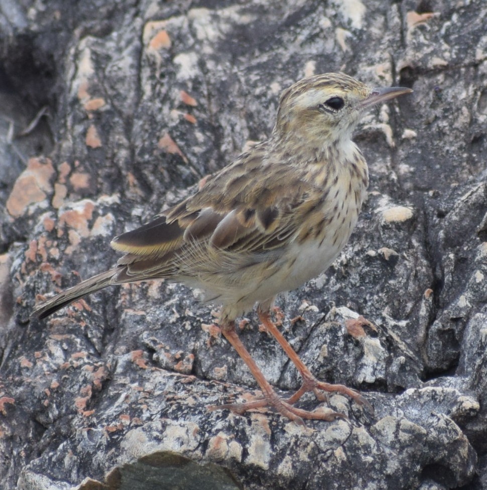 Australian Pipit - ML646961468