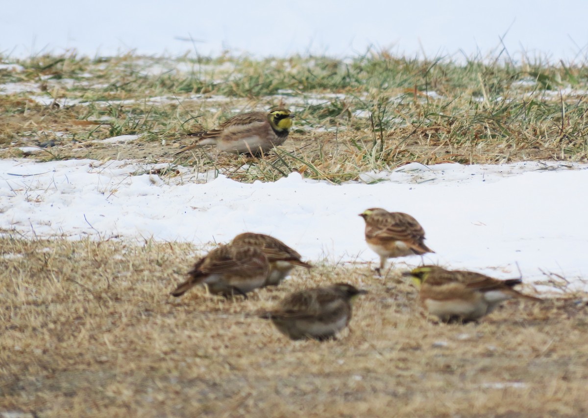 ハマヒバリ - ML646961469