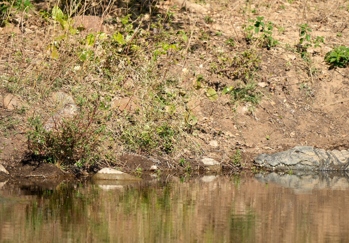 ゴイサギ - ML646961470