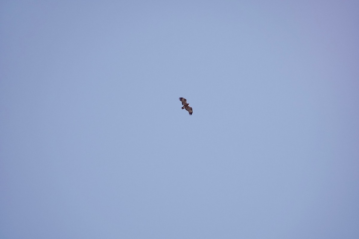 ソウゲンワシ - ML646961471