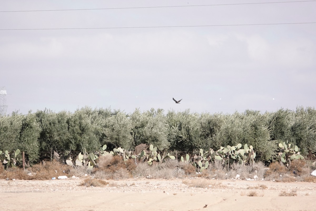 ハイイロチュウヒ - ML646961472