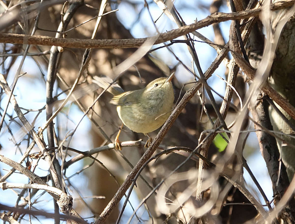 ウグイス - ML646961473