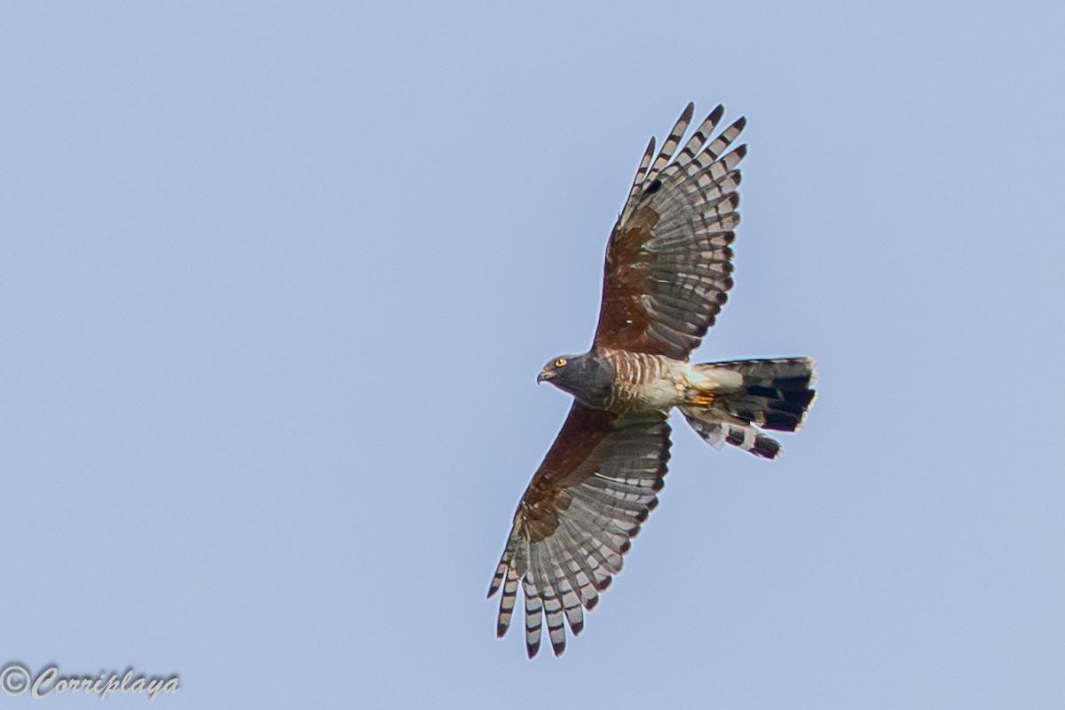 Шуляк африканський - ML646961474