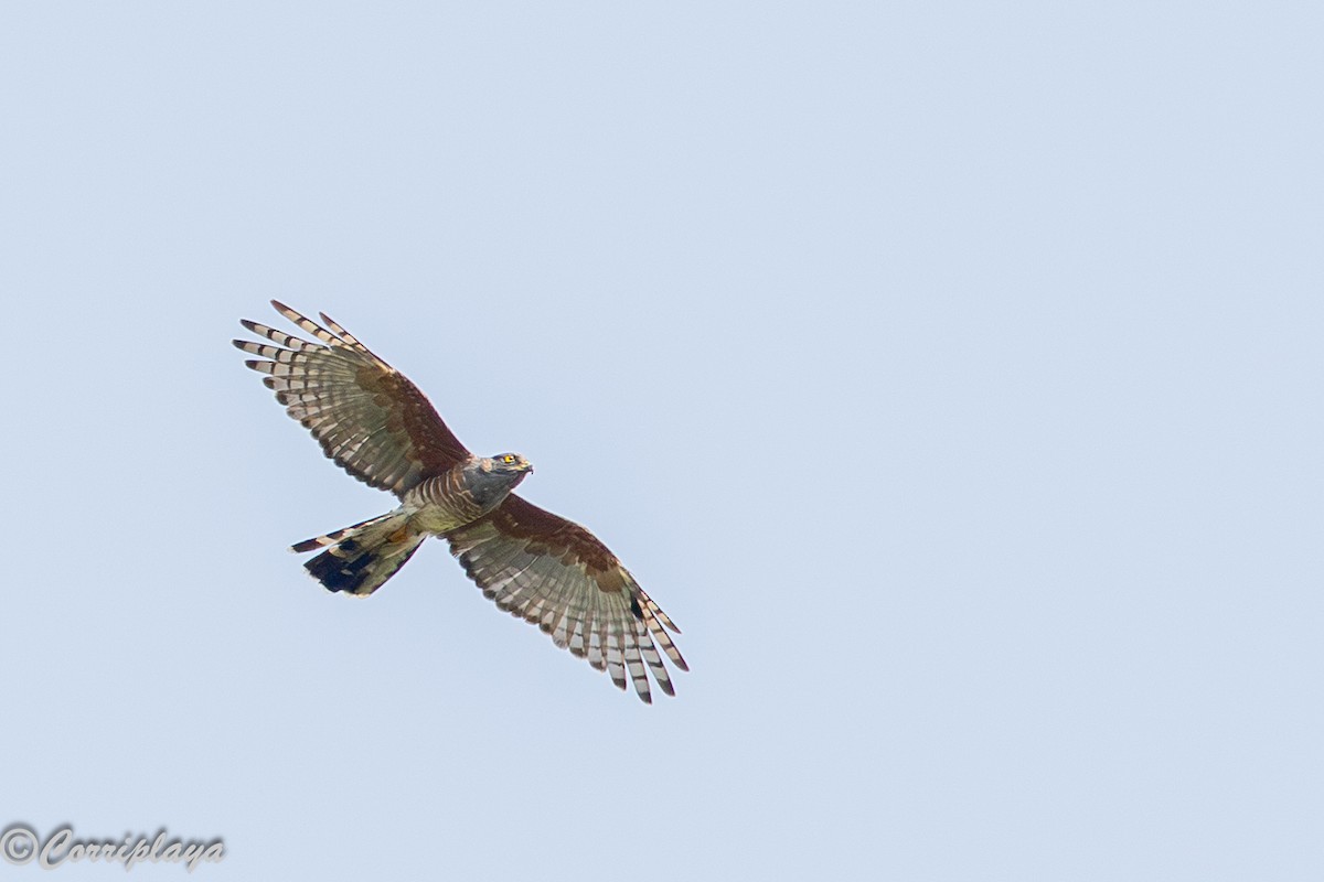 Шуляк африканський - ML646961475