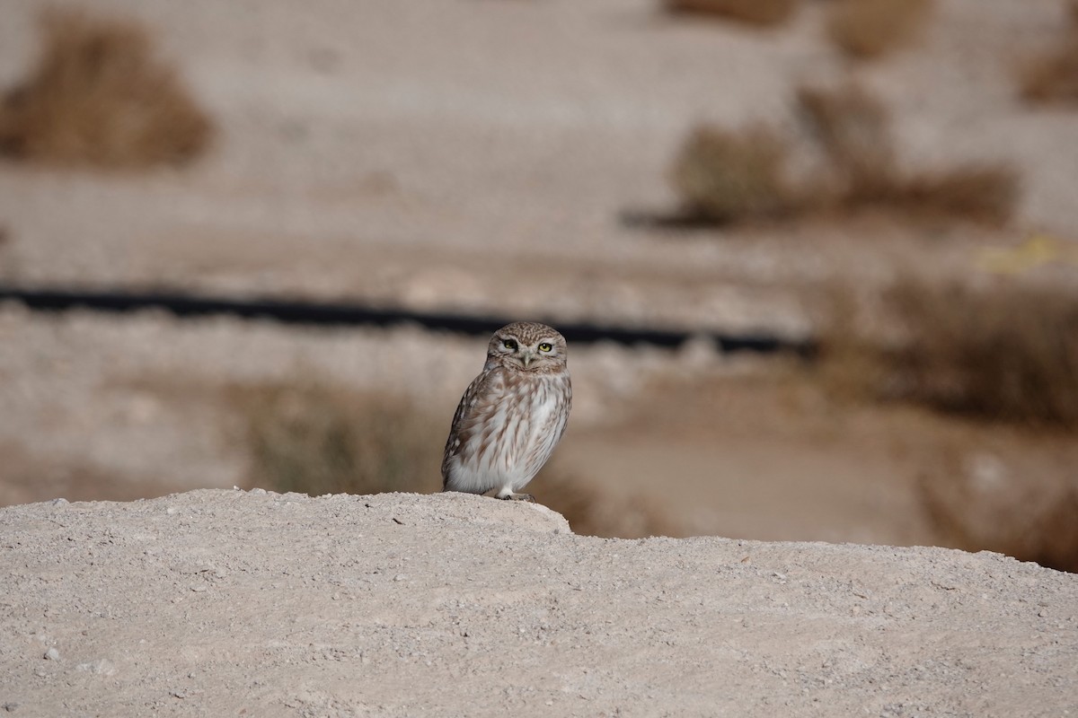 コキンメフクロウ - ML646961476