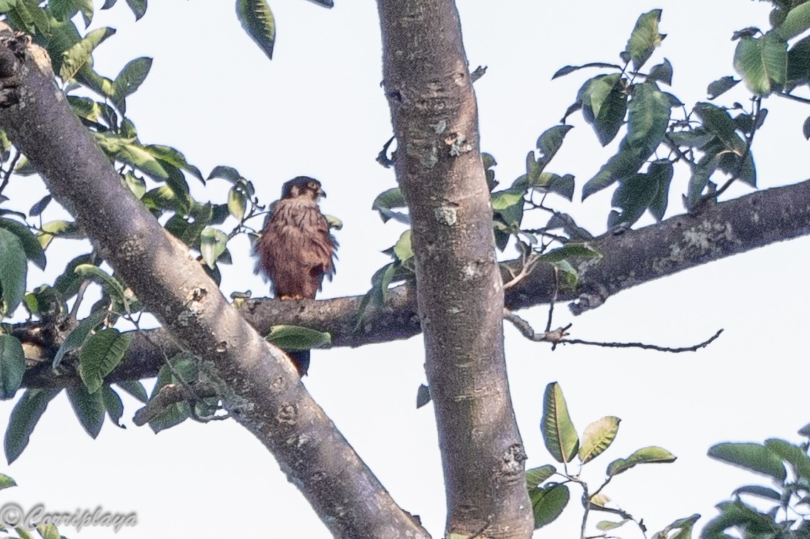 Підсоколик африканський - ML646961477