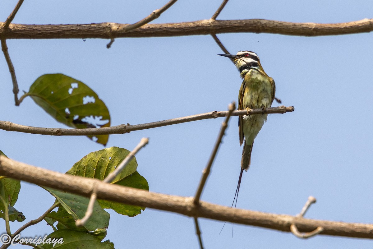 Бджолоїдка білогорла - ML646961478