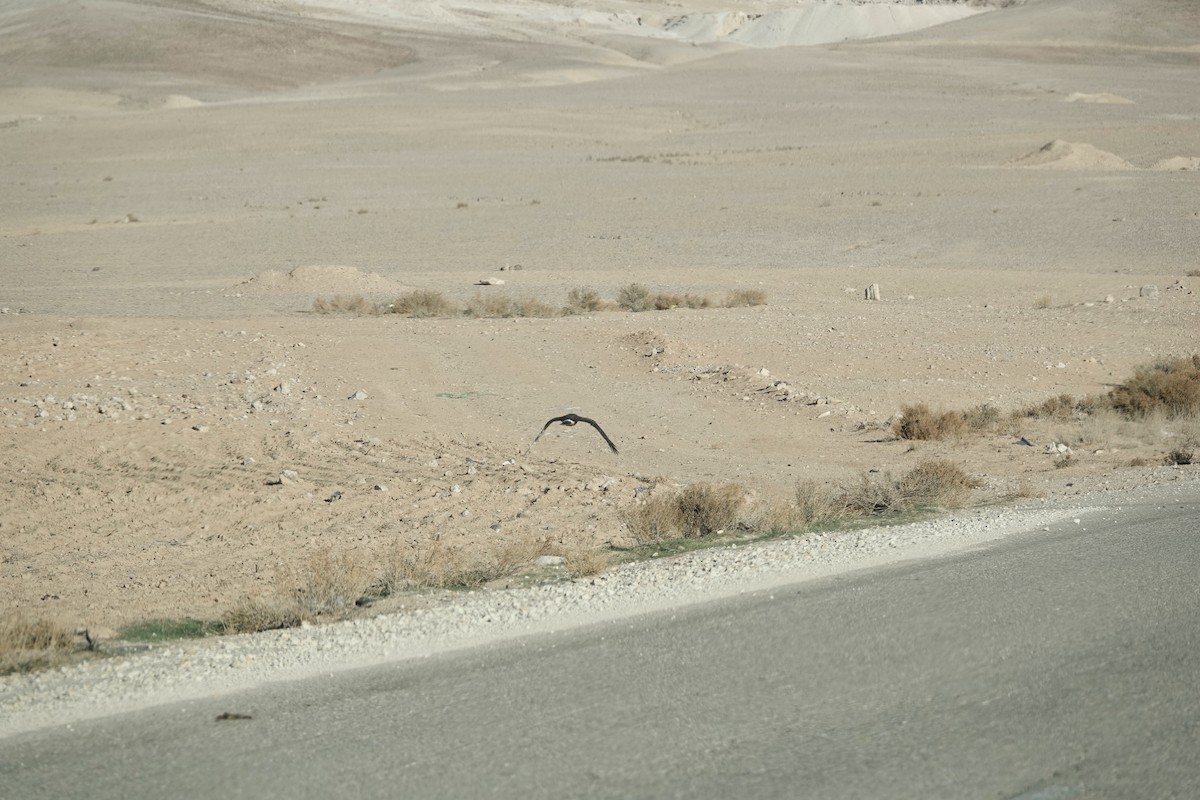 ハイイロチュウヒ - ML646961479