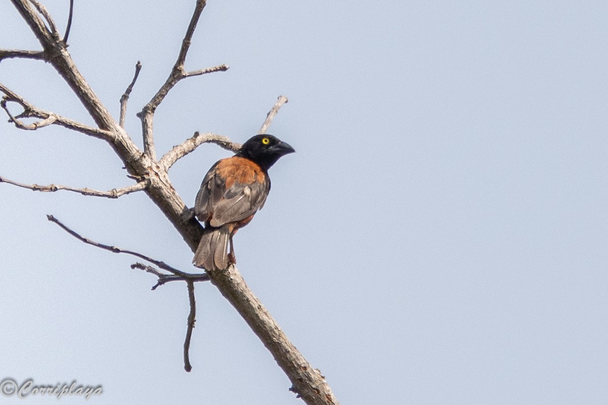 Ткачик іржастоспинний - ML646961480