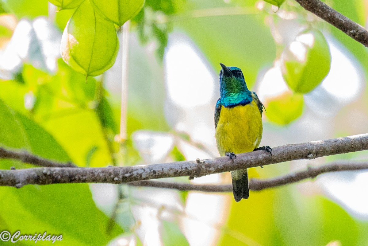 Саїманга зеленовола - ML646961482