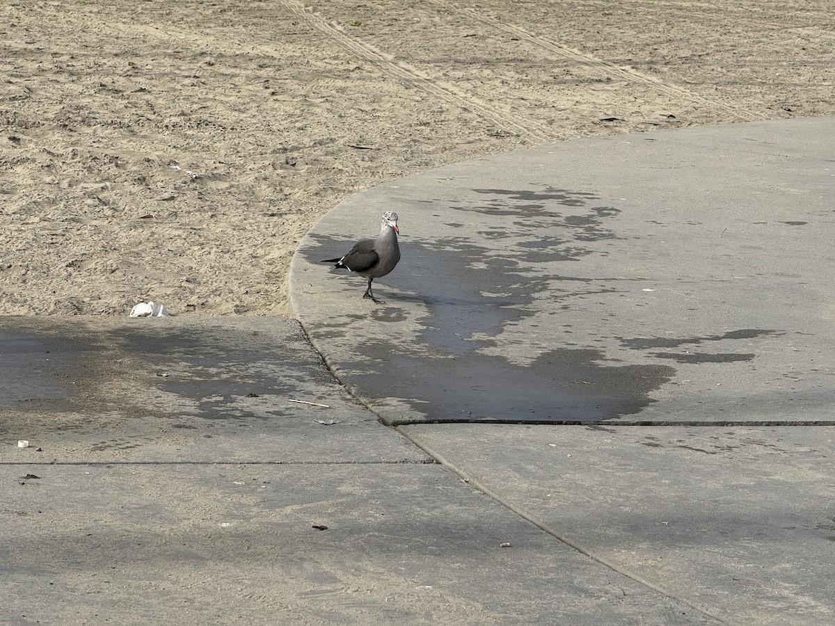 askemåke - ML646961489