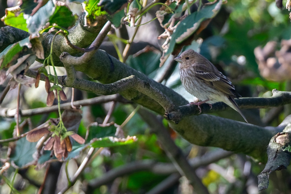 hýl rudý - ML646961504