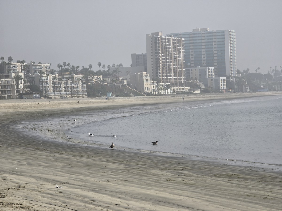 ringnebbmåke - ML646961505