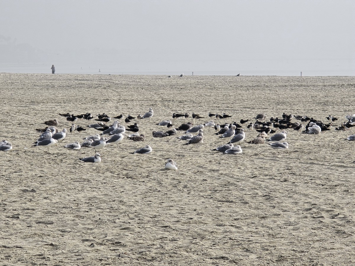 præriegråmåke - ML646961506