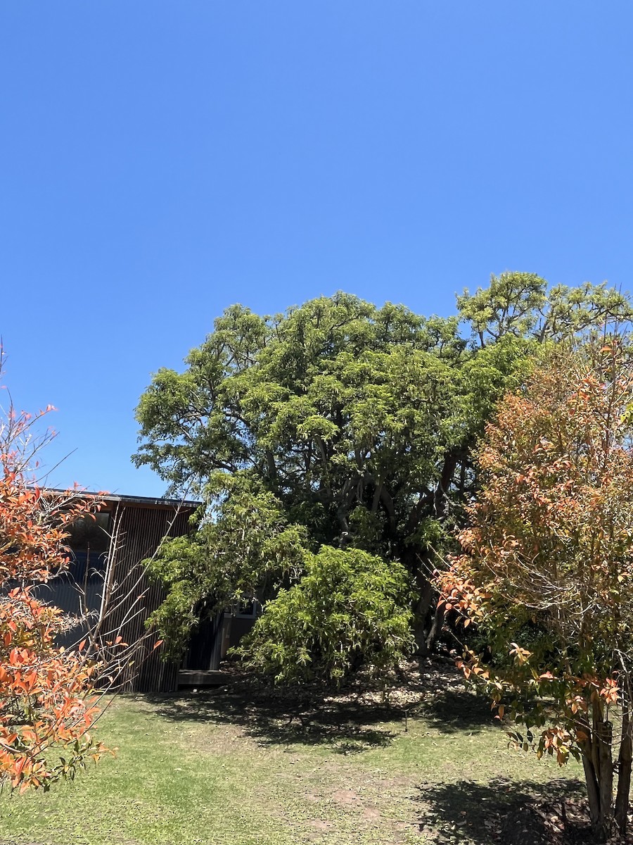 African Green-Pigeon - ML646961509