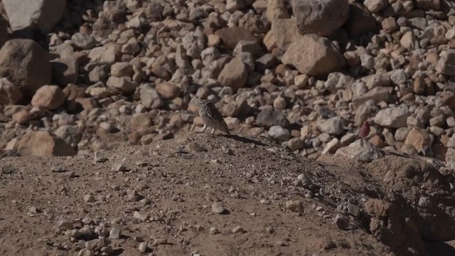 Little Owl - ML646961517