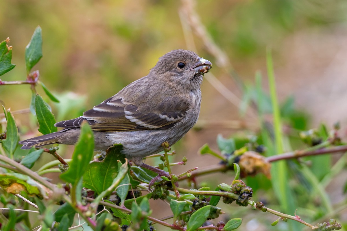 hýl rudý - ML646961528