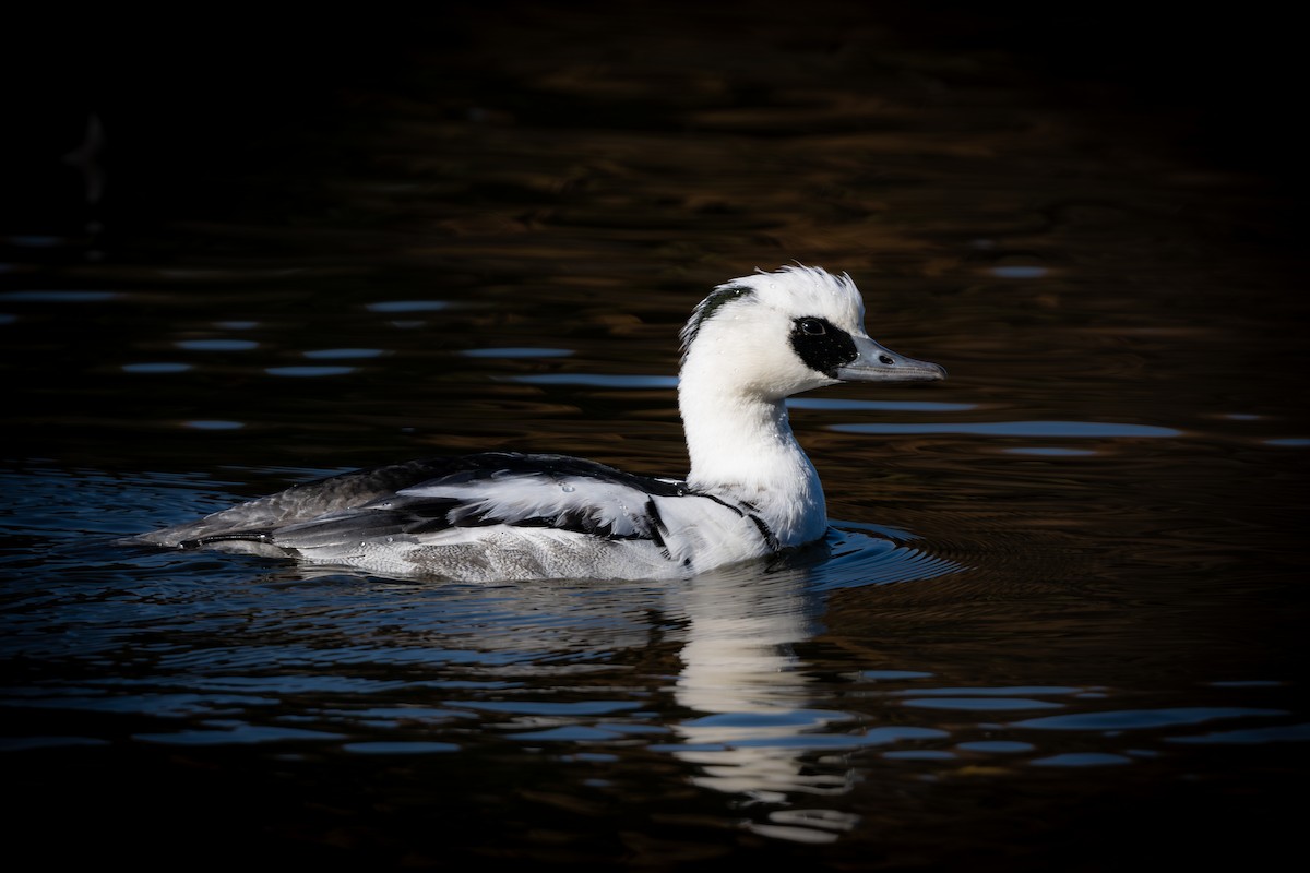 Крех малий - ML646961529