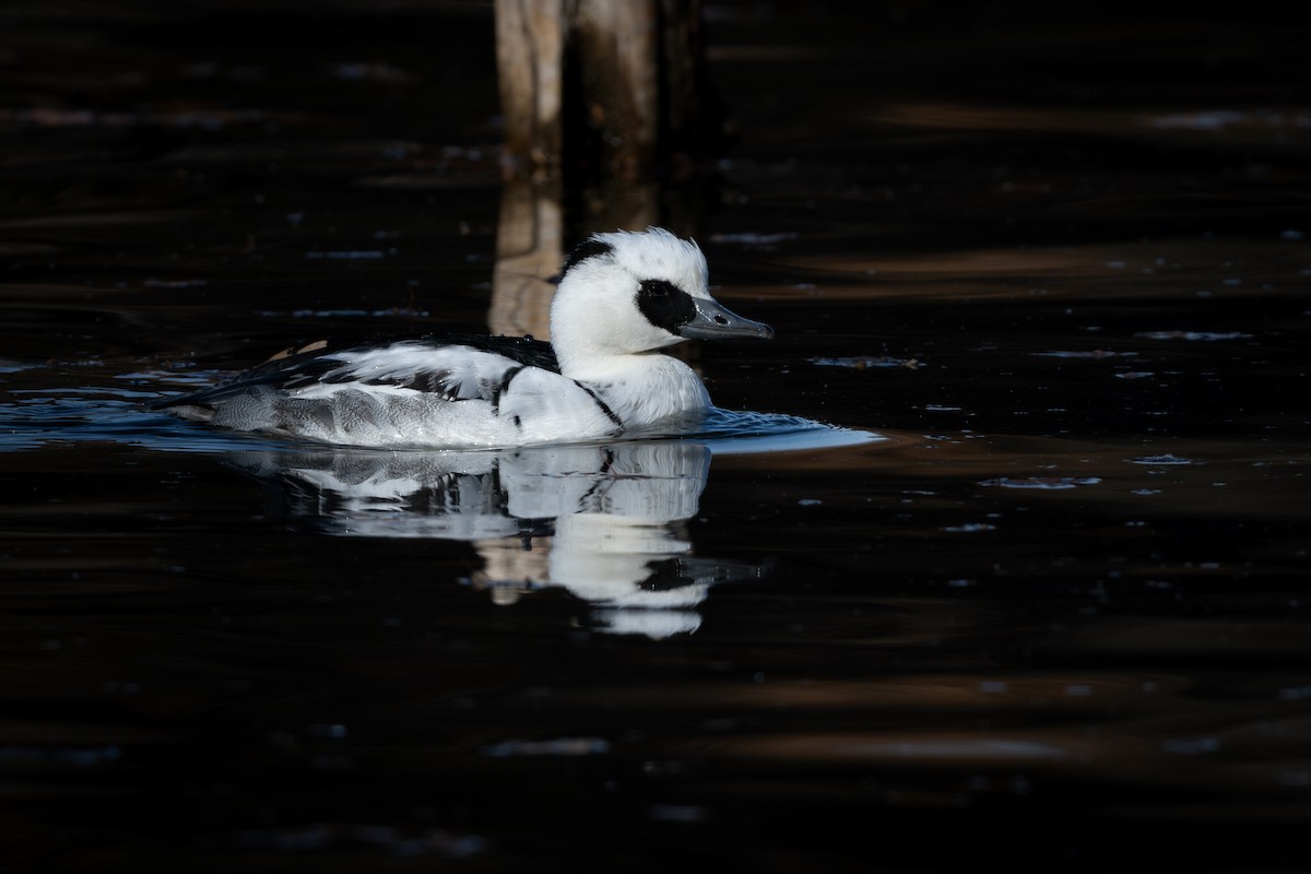 Крех малий - ML646961530