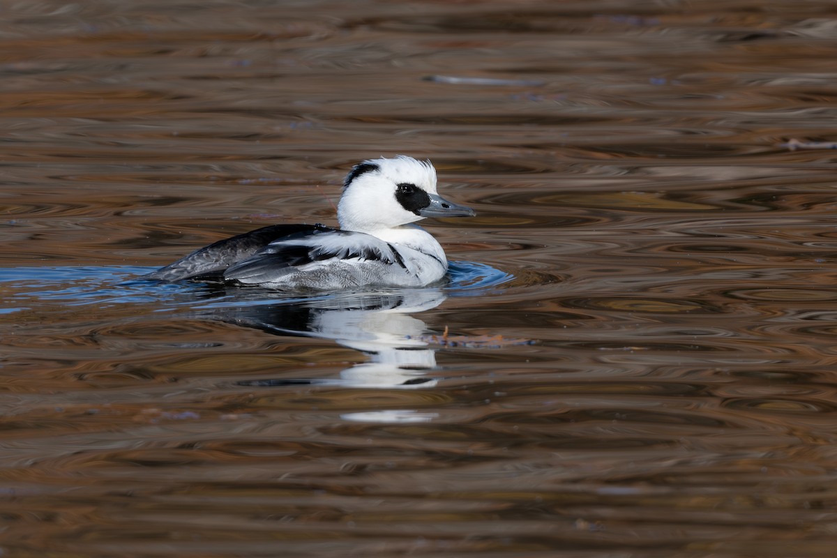 Крех малий - ML646961531