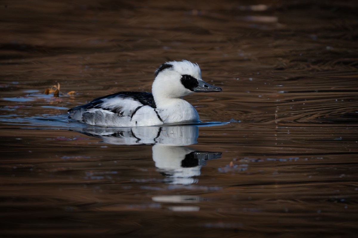 Крех малий - ML646961532