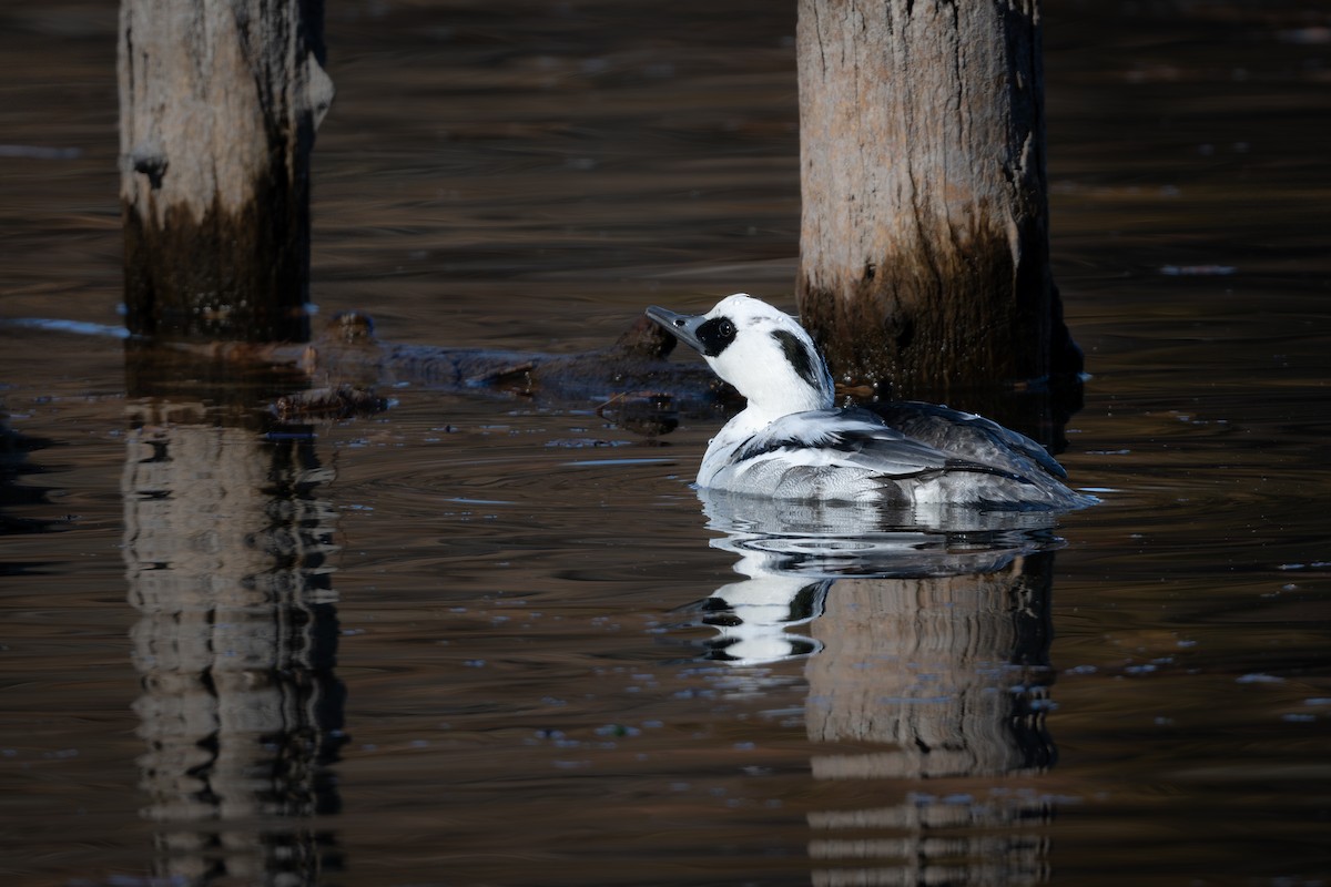 Крех малий - ML646961533