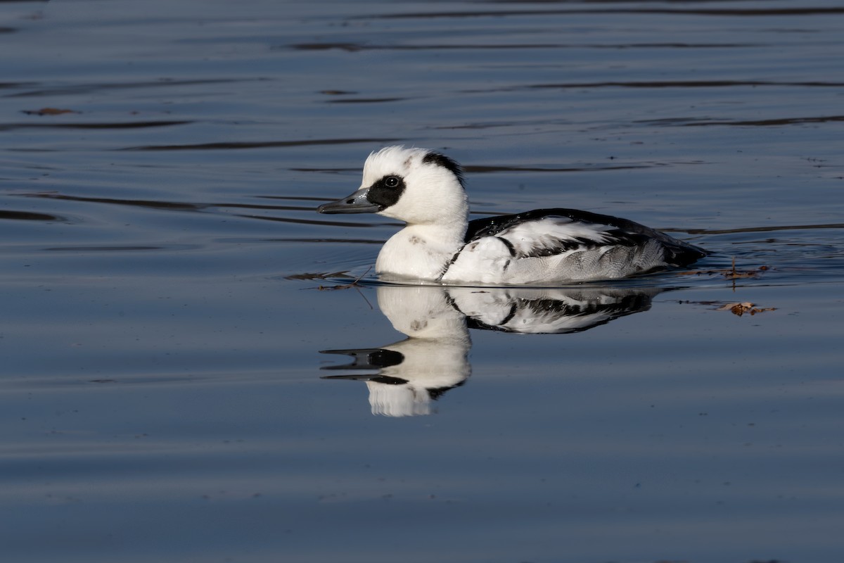 Крех малий - ML646961534