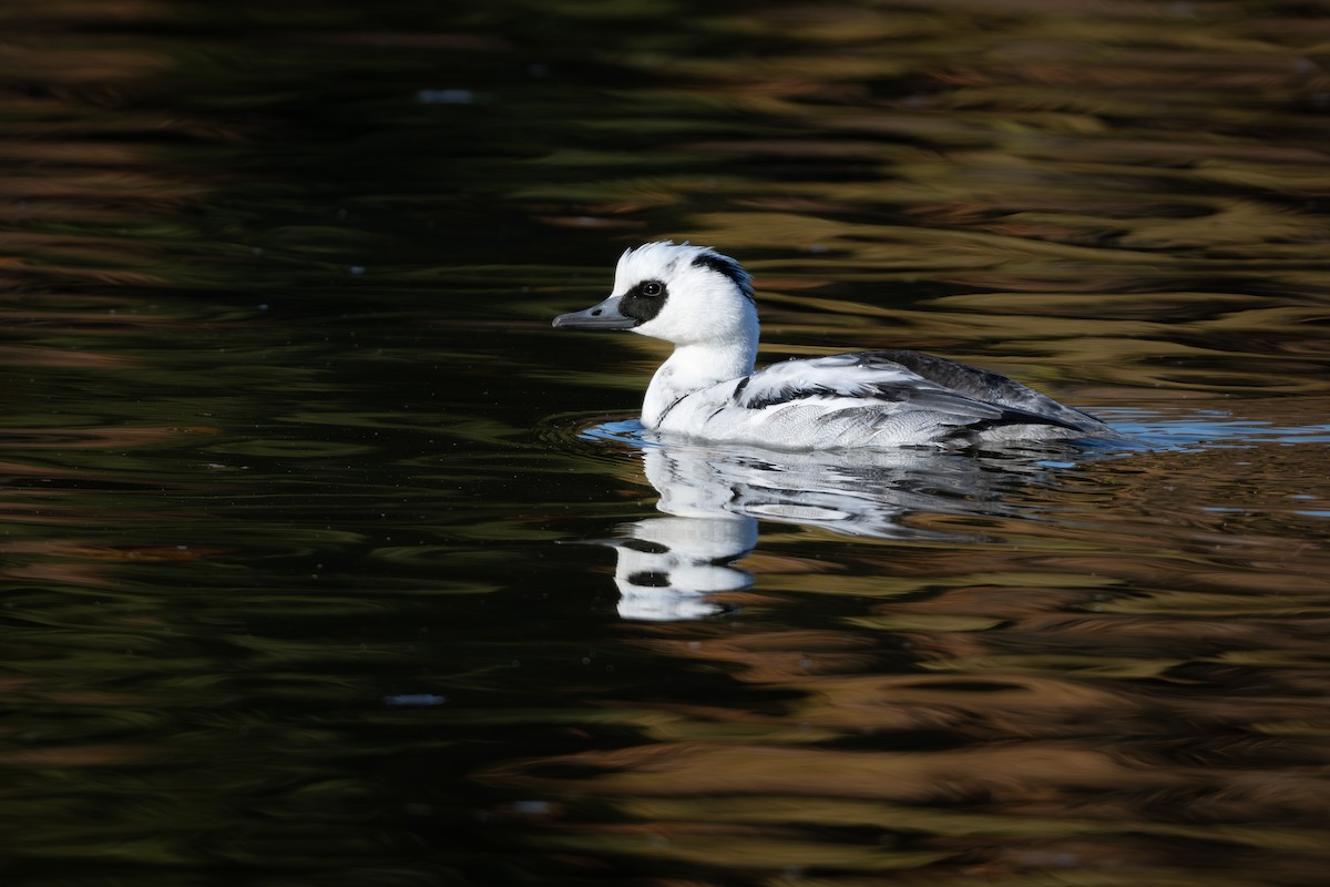 Крех малий - ML646961535