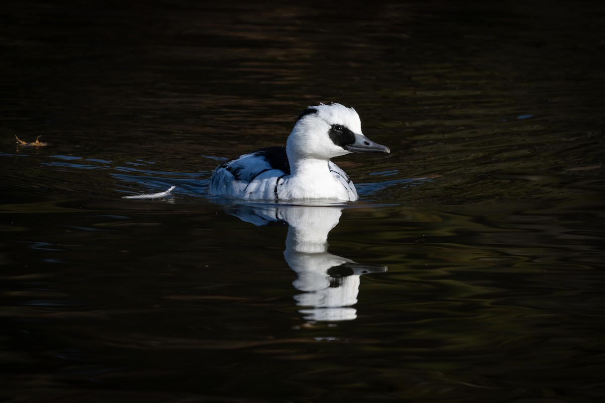 Крех малий - ML646961536