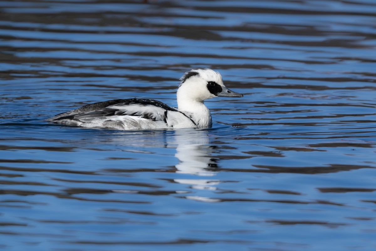 Крех малий - ML646961537