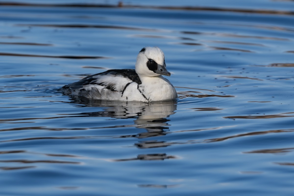 Крех малий - ML646961538