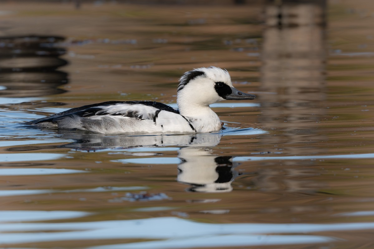 Крех малий - ML646961540