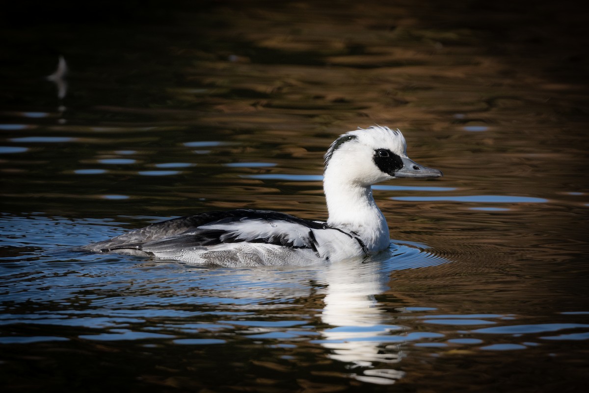 Крех малий - ML646961541