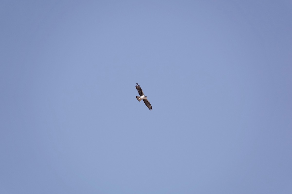 Bonelli's Eagle - ML646961544