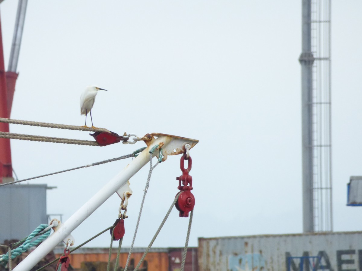 Snowy Egret - ML646961548
