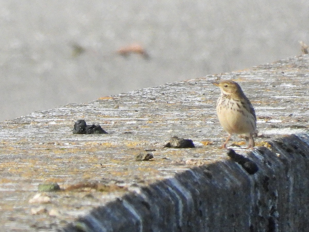 Negu-txirta - ML646961551