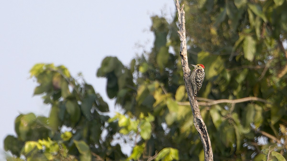Yellow-crowned Woodpecker - ML646961554
