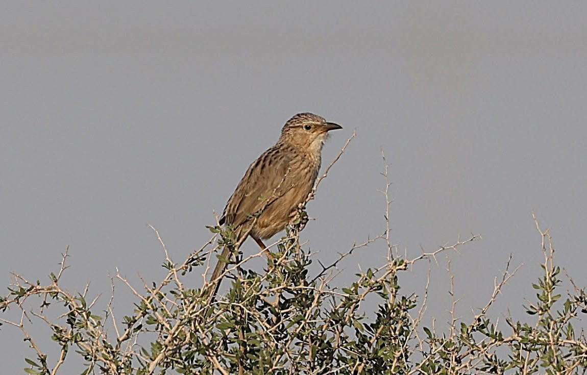 Afghan Babbler - ML646961555