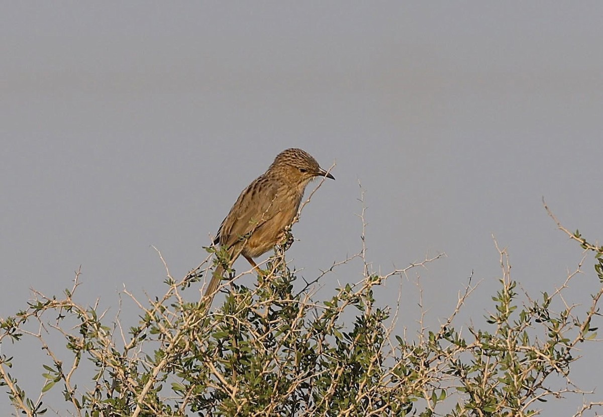 Afghan Babbler - ML646961556