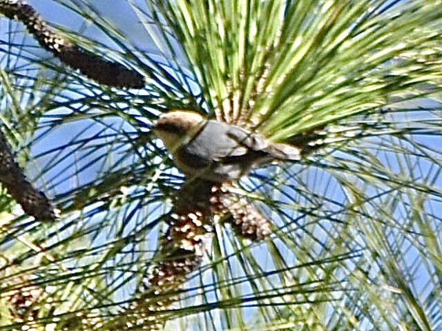Brown-headed Nuthatch - ML646961563