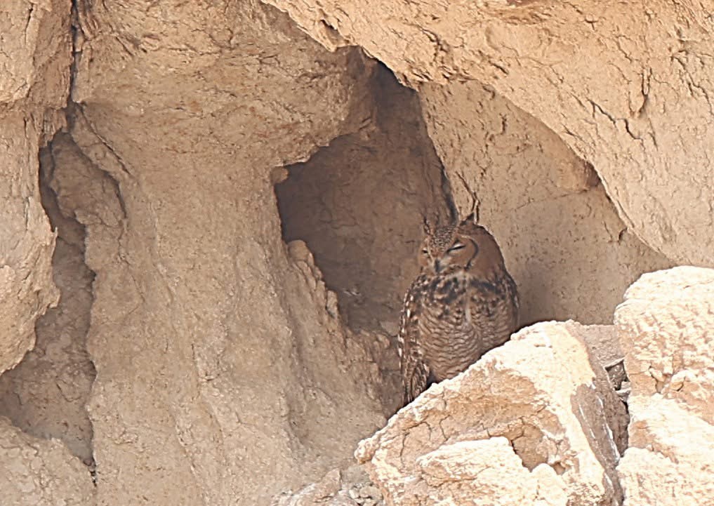 Pharaoh Eagle-Owl - ML646961567