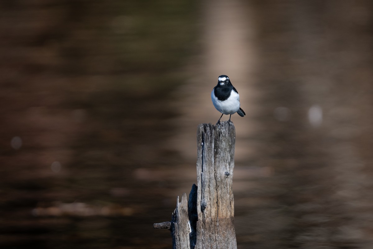 Плиска японська - ML646961570