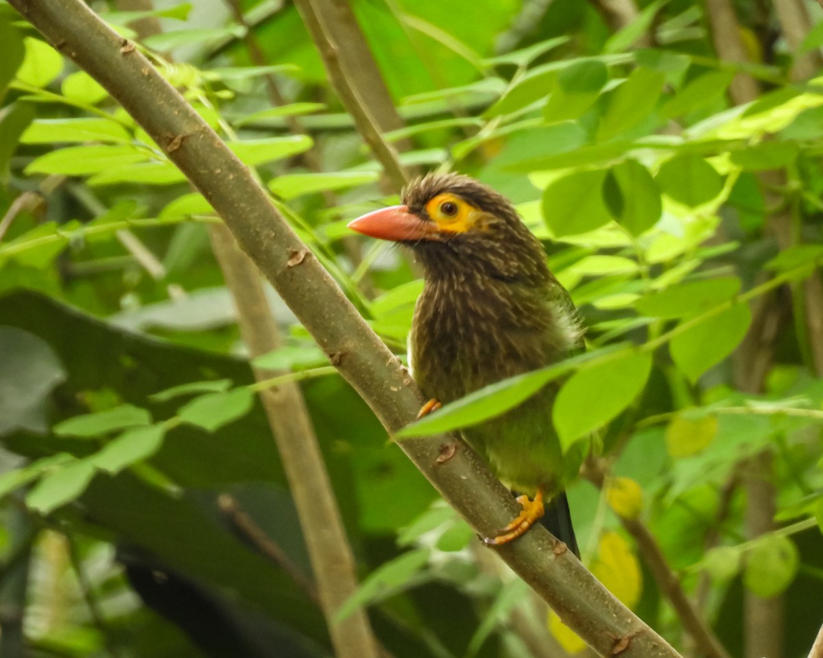 Barbudo Cabecipardo - ML646961576