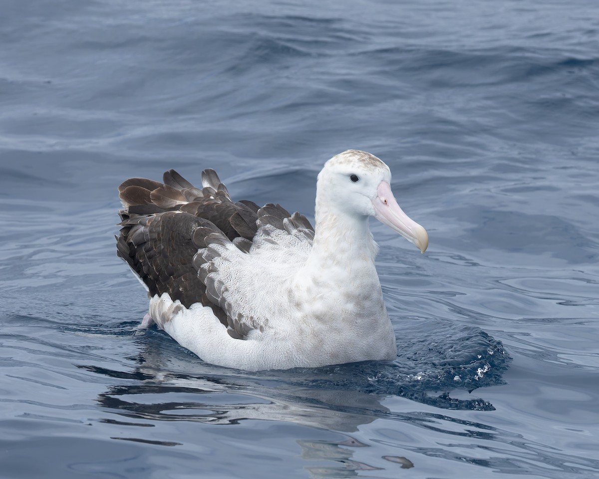Antipodenalbatros (gibsoni) - ML646961579