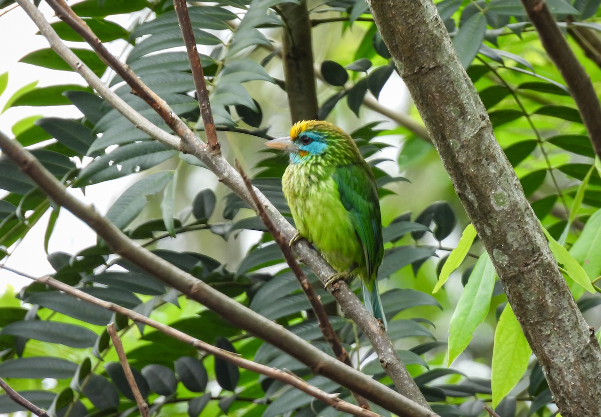 Goldstirn-Bartvogel - ML646961583