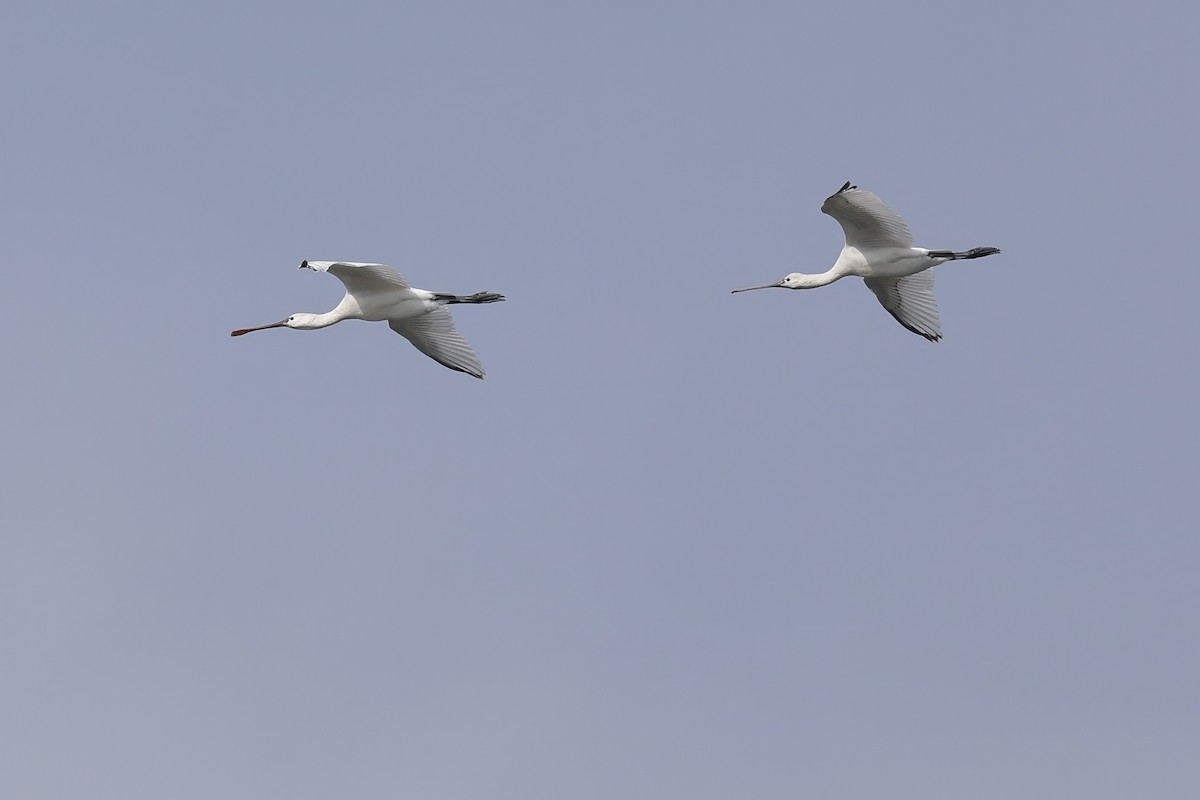 Löffler - ML646961586