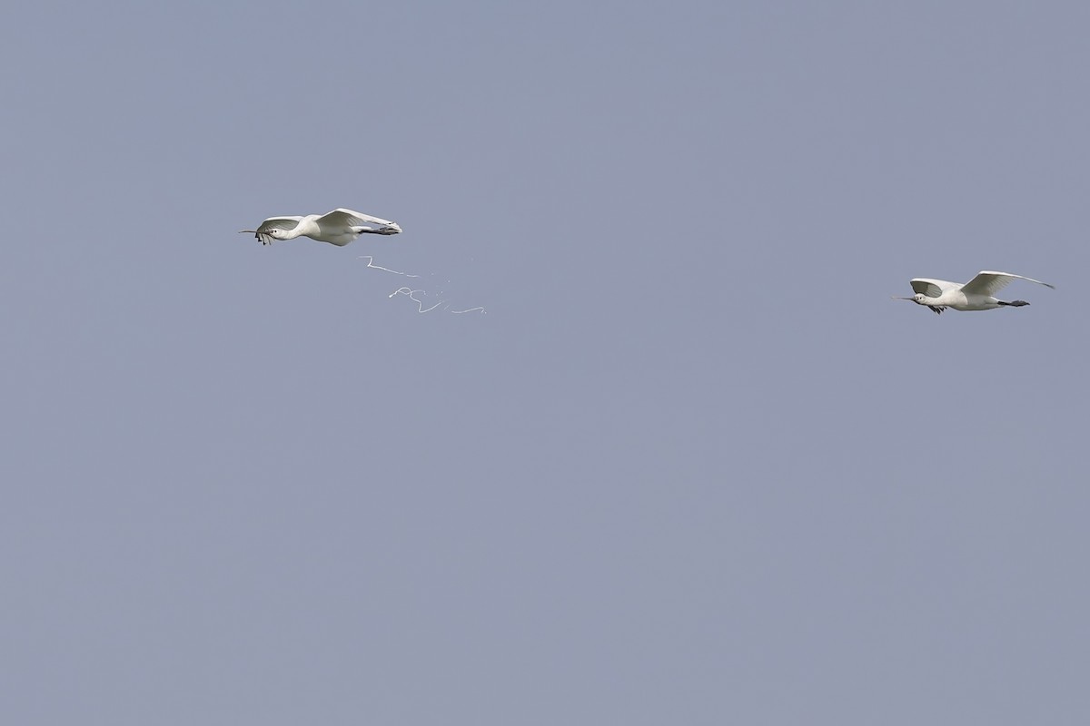 Löffler - ML646961589